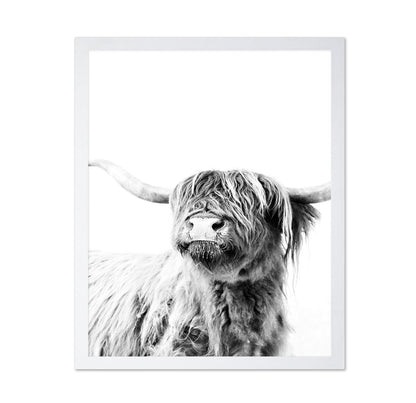 Highland Cow Portrait No3