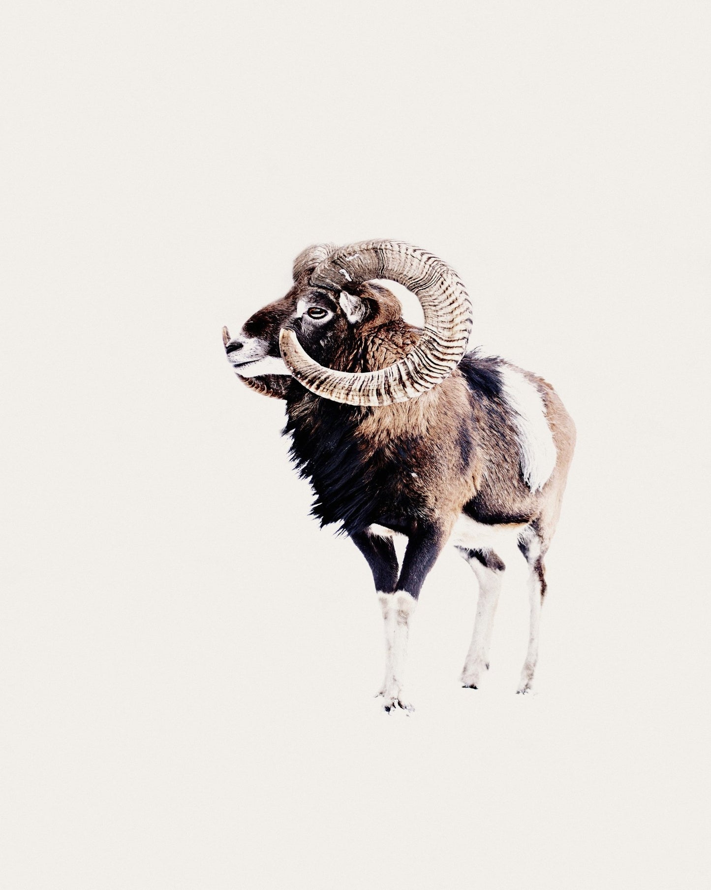 Spiral Horn Ram