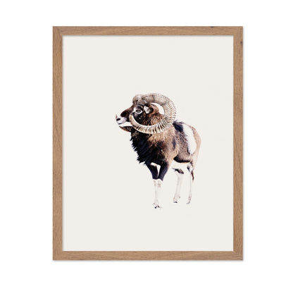 Spiral Horn Ram