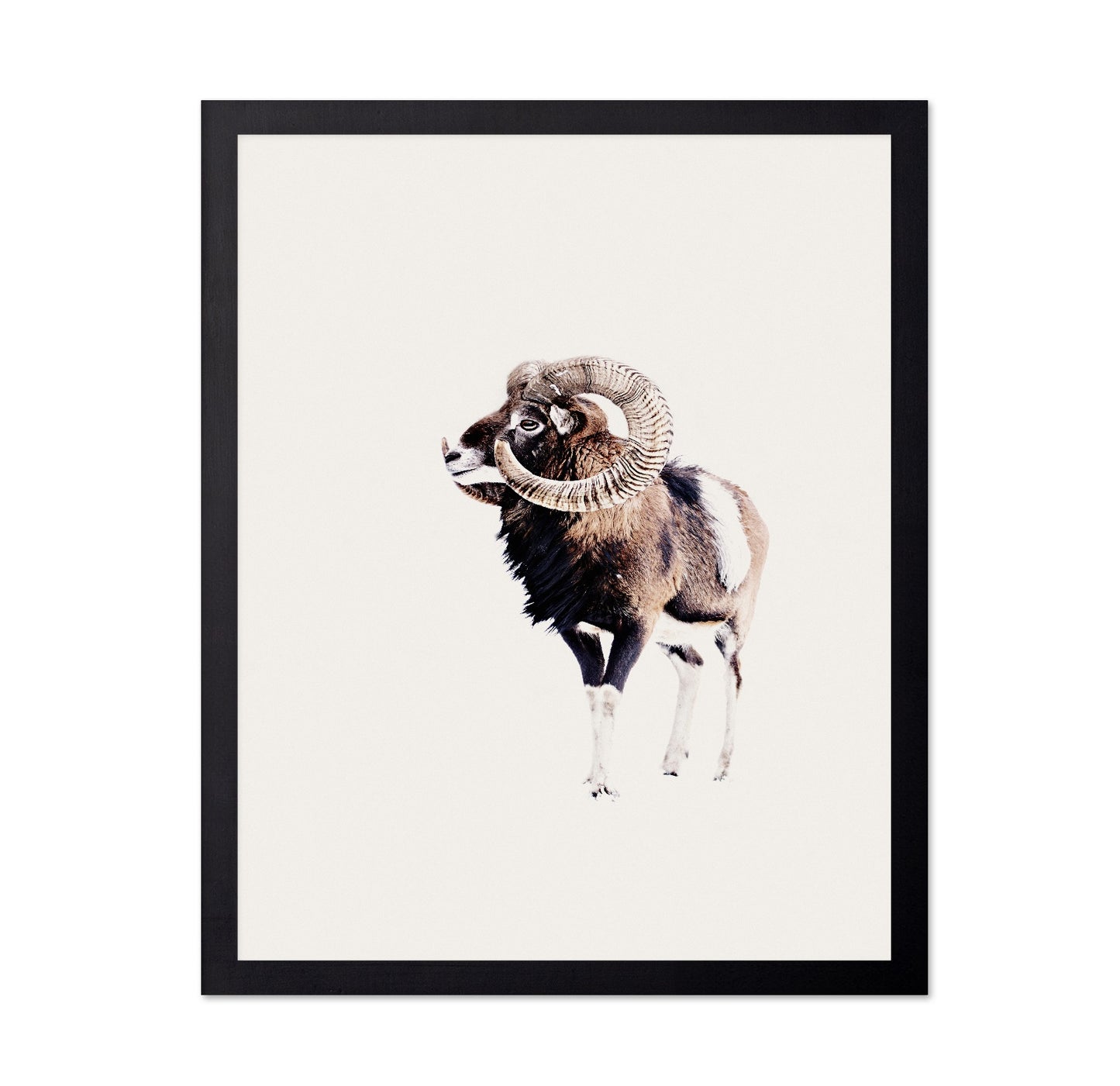 Spiral Horn Ram