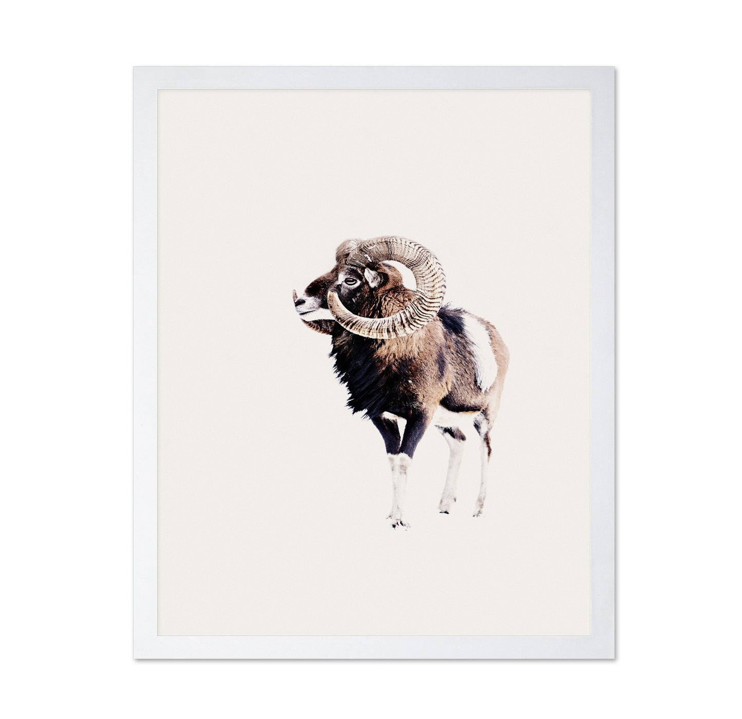Spiral Horn Ram