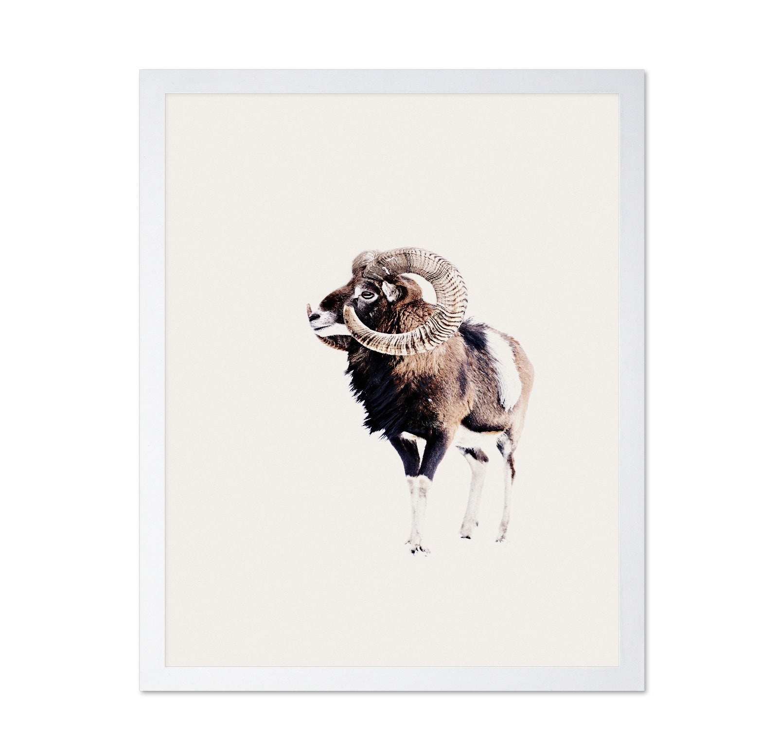 Spiral Horn Ram