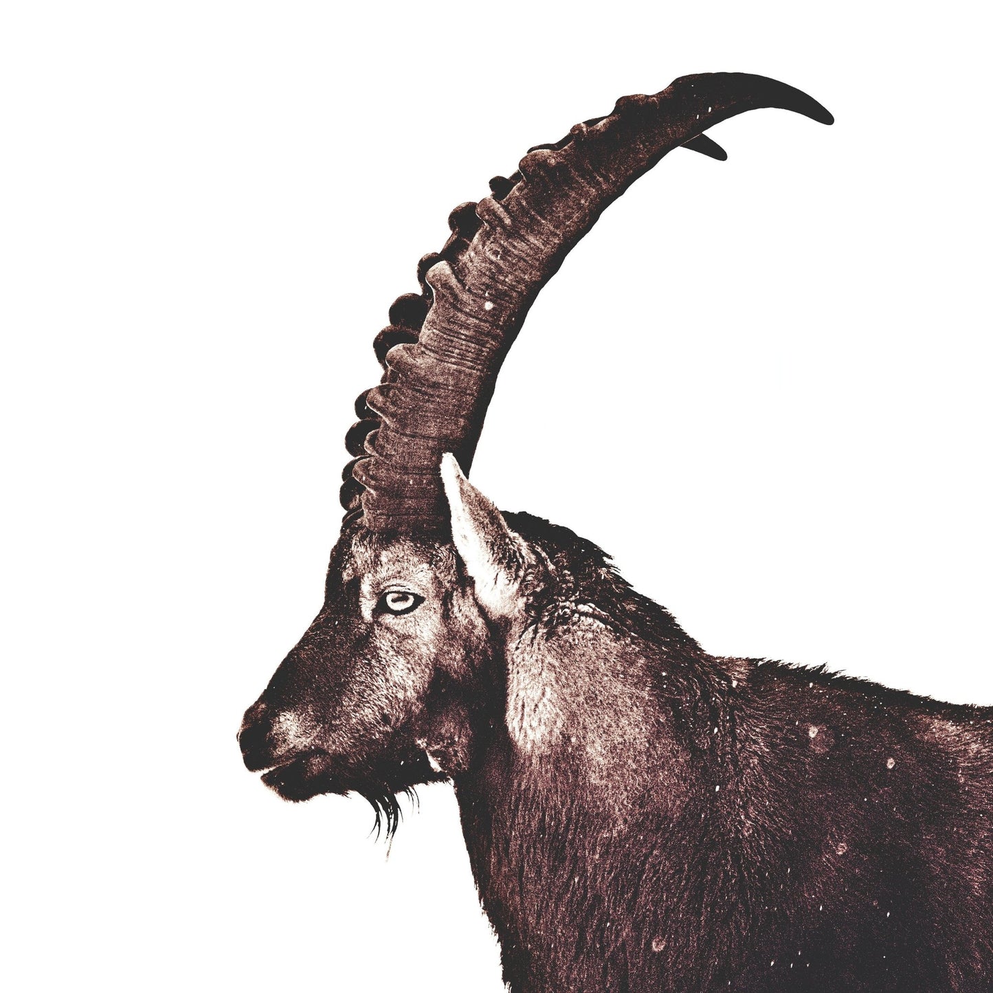Alpine Ibex Portrait