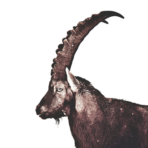 Alpine Ibex Portrait