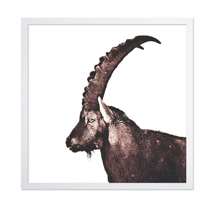 Alpine Ibex Portrait