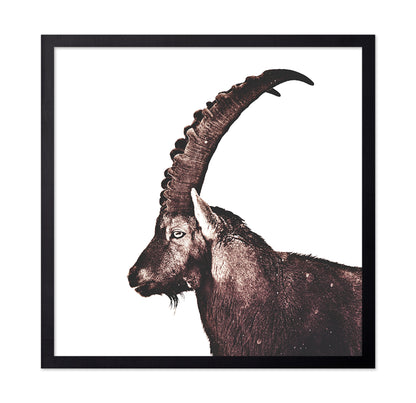 Alpine Ibex Portrait