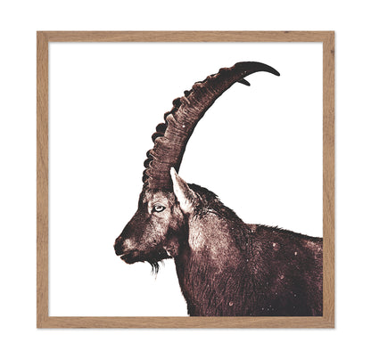 Alpine Ibex Portrait