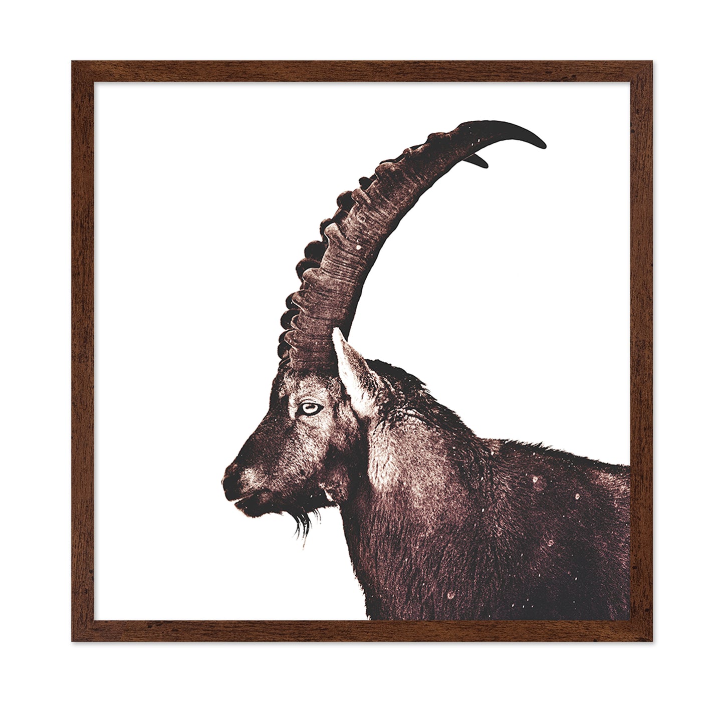 Alpine Ibex Portrait