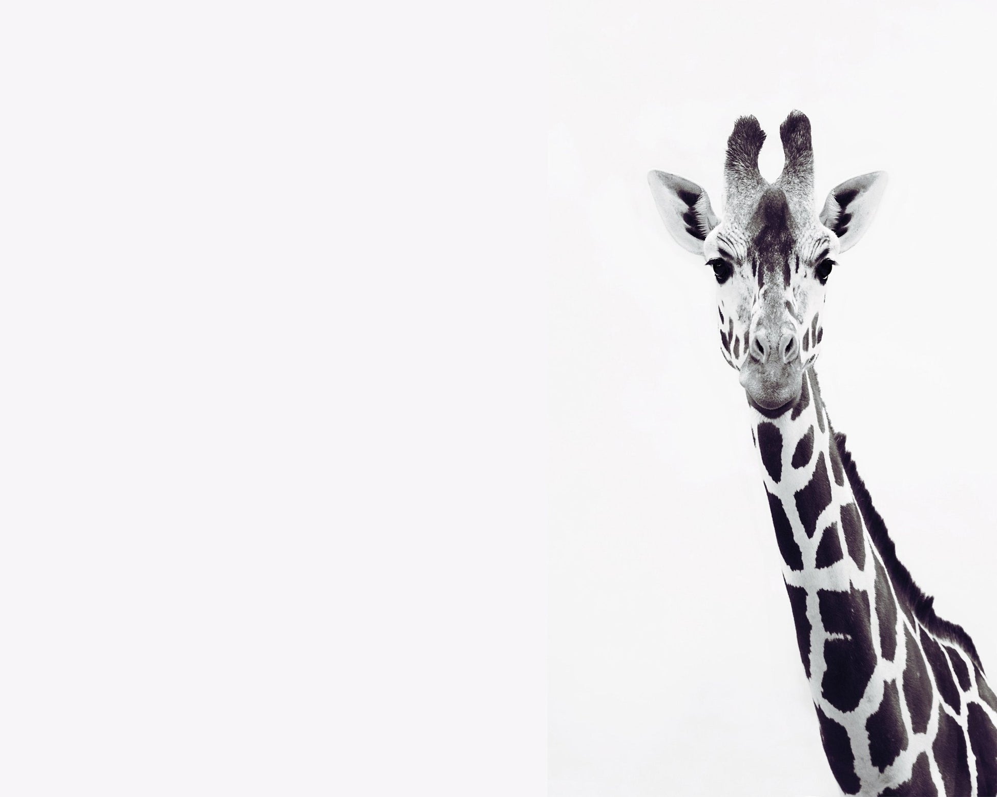 Gentle Giraffe