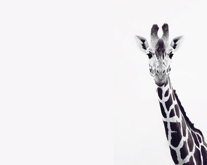 Gentle Giraffe