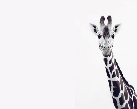 Gentle Giraffe