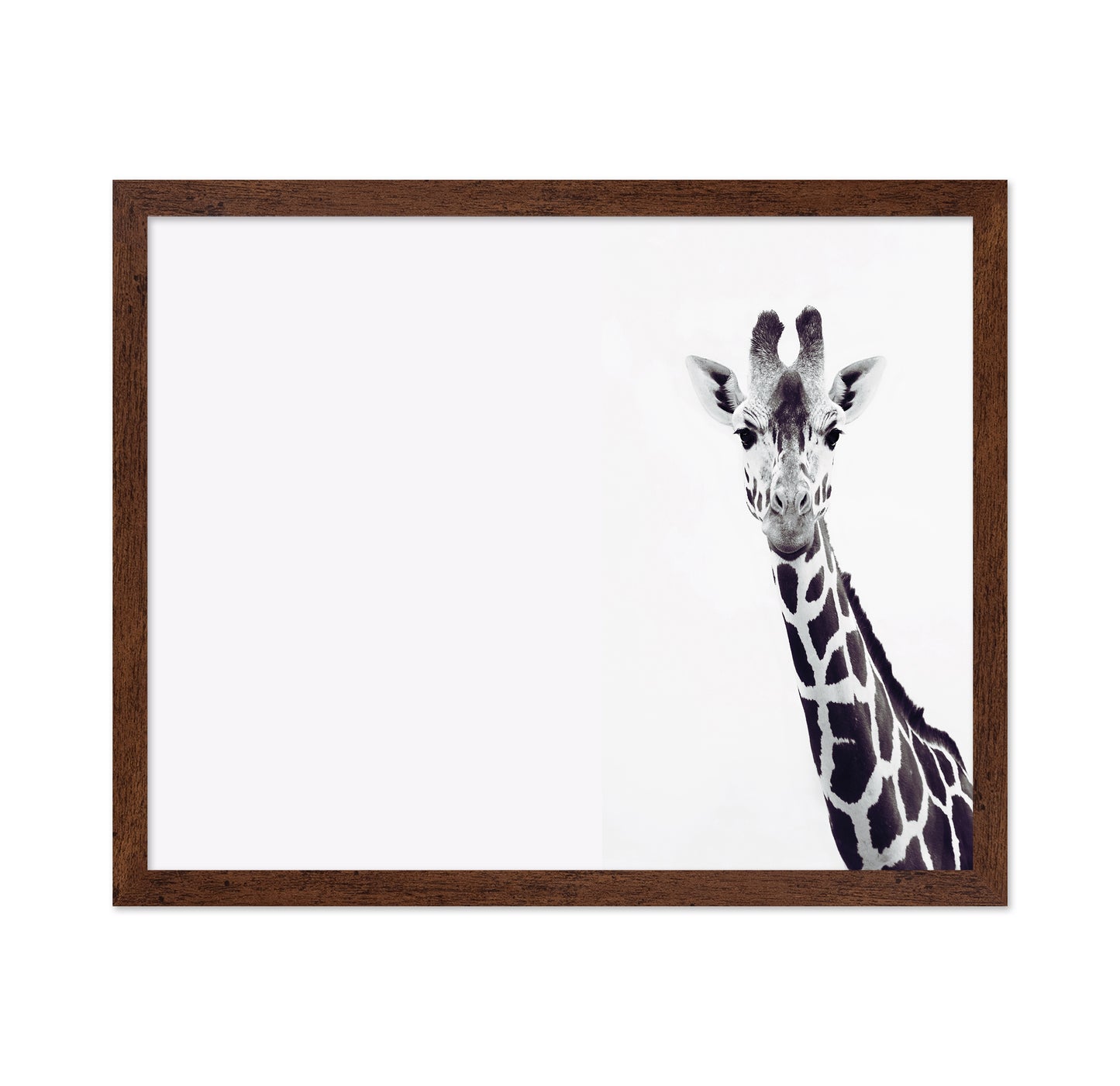 Gentle Giraffe