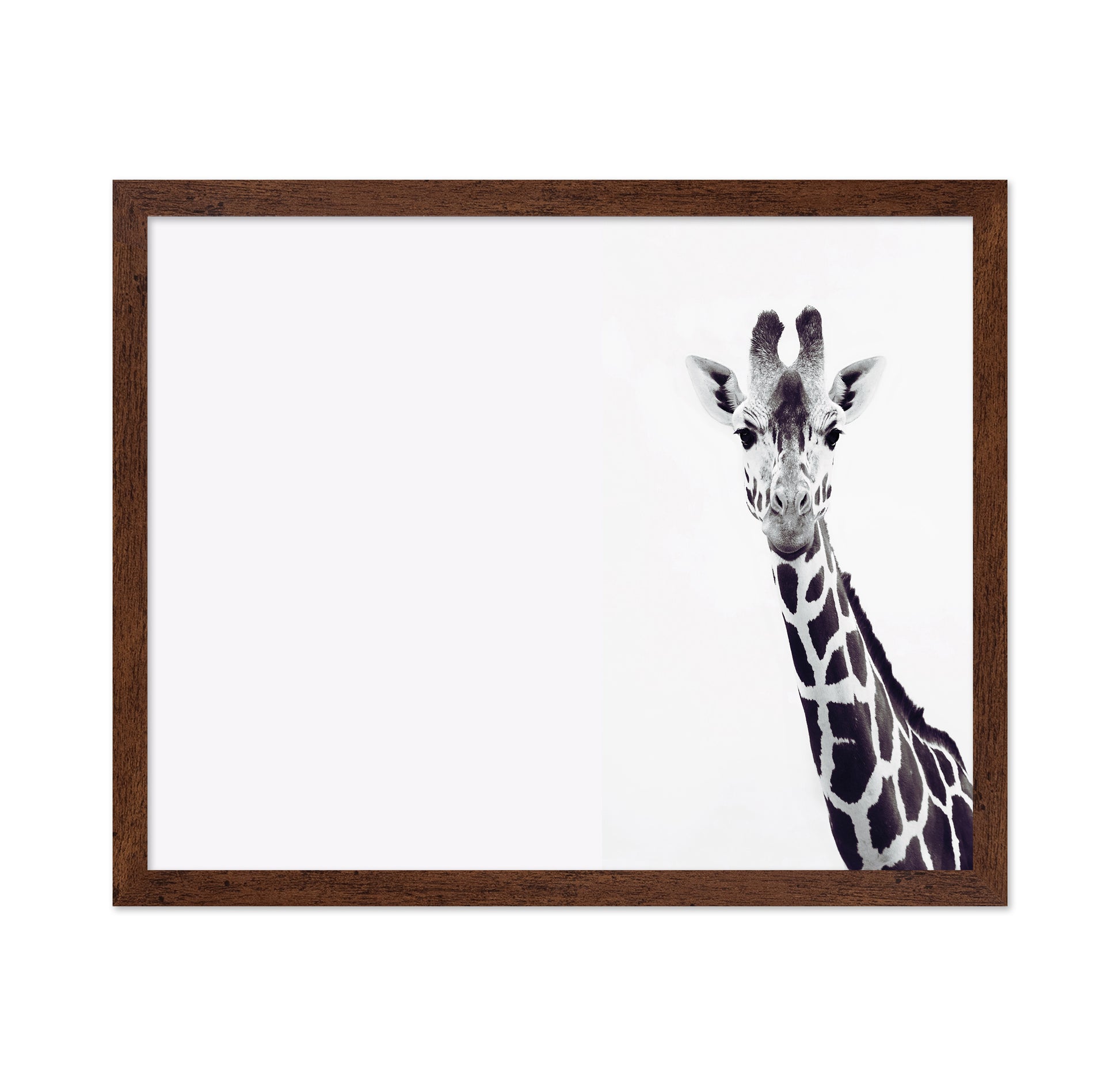 Gentle Giraffe