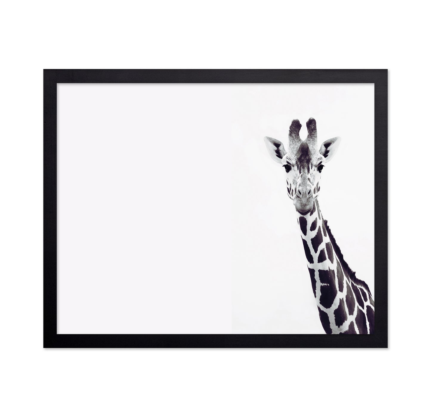 Gentle Giraffe