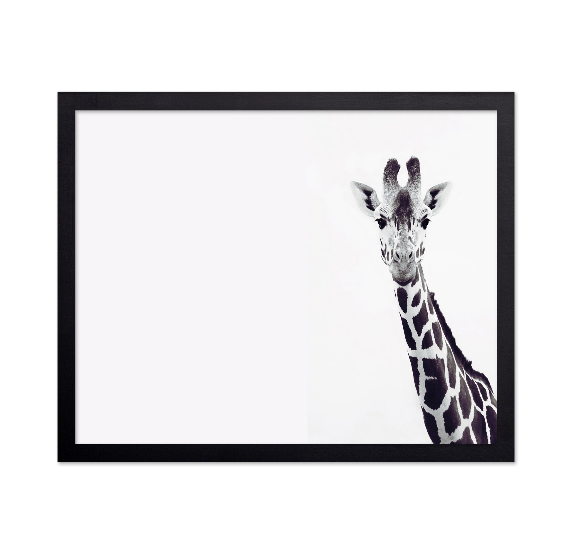 Gentle Giraffe