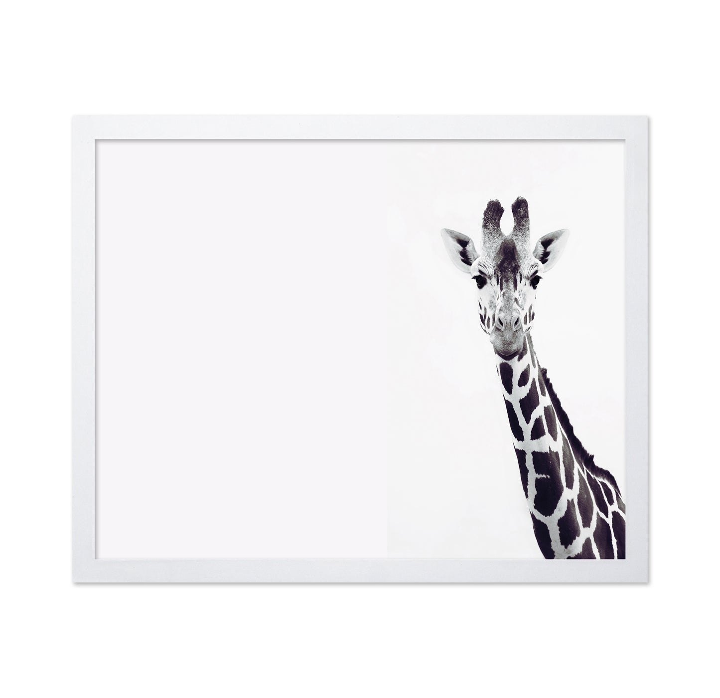 Gentle Giraffe