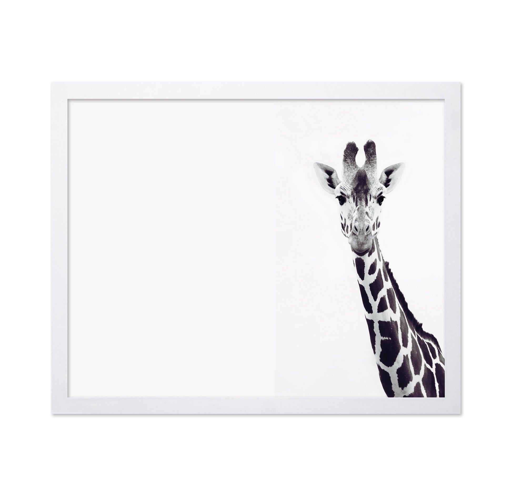Gentle Giraffe