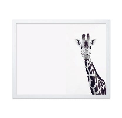 Gentle Giraffe