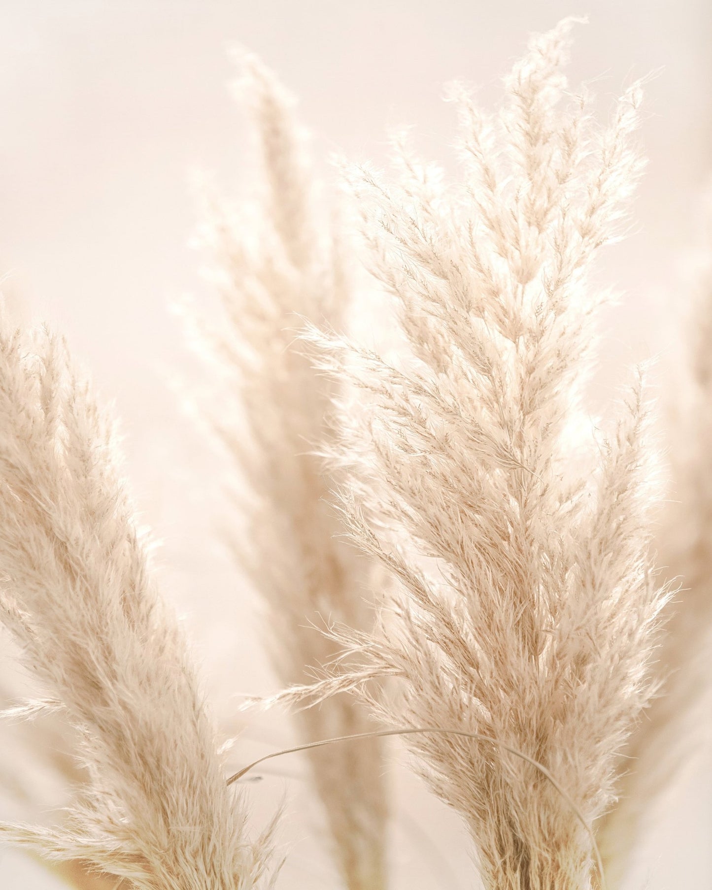 Pampas Glow