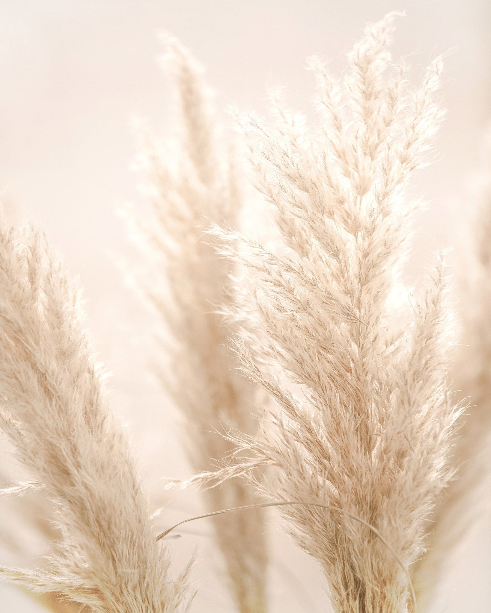 Pampas Glow