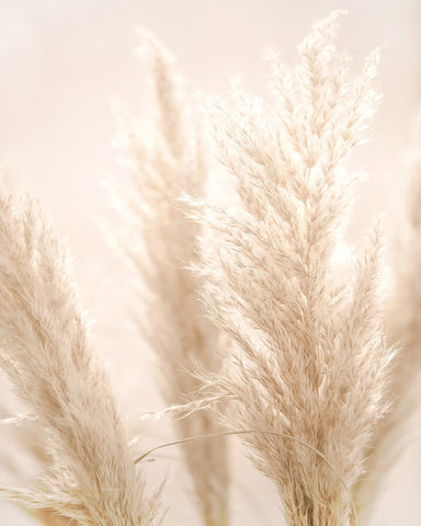 Pampas Glow