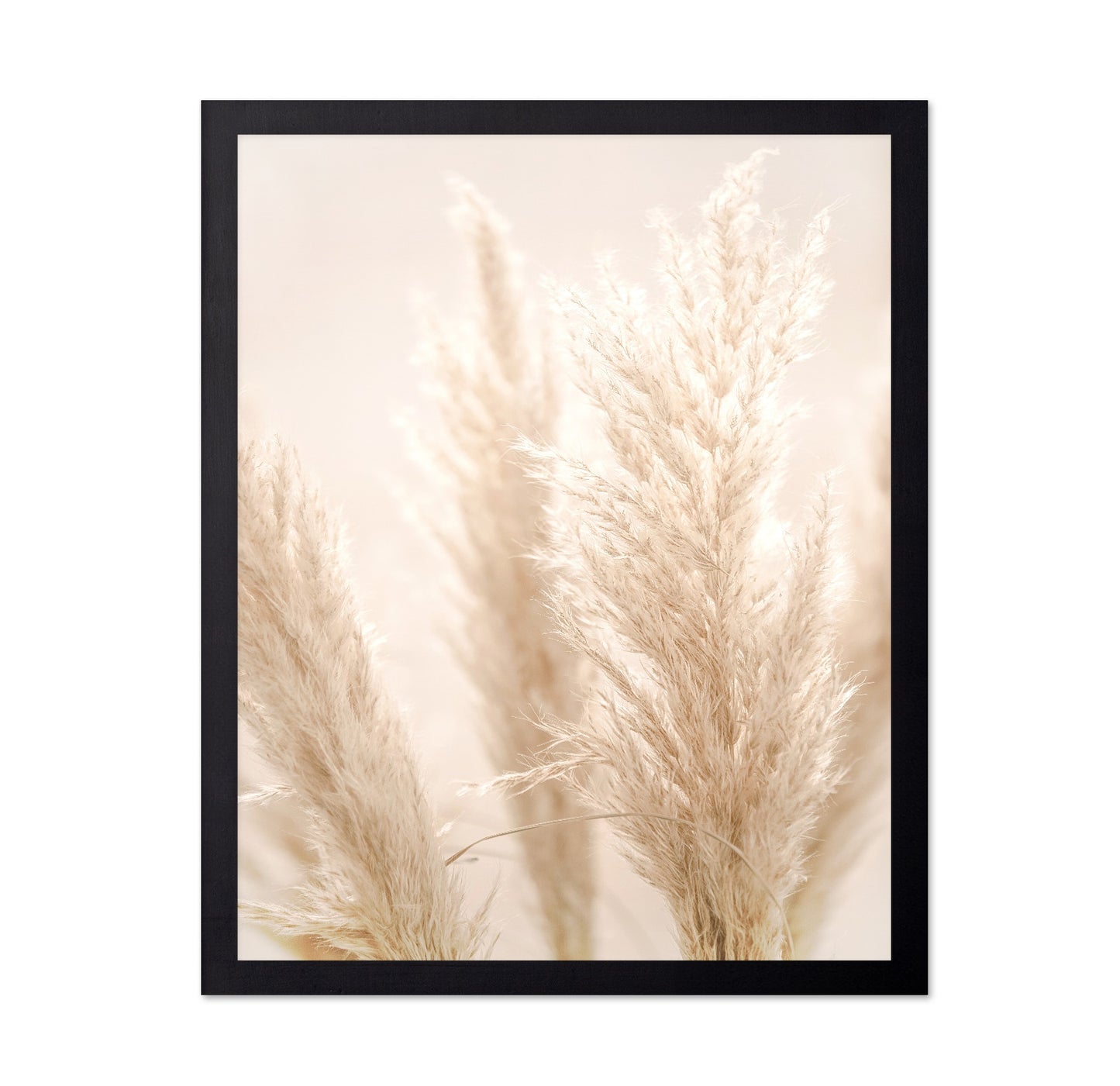 Pampas Glow