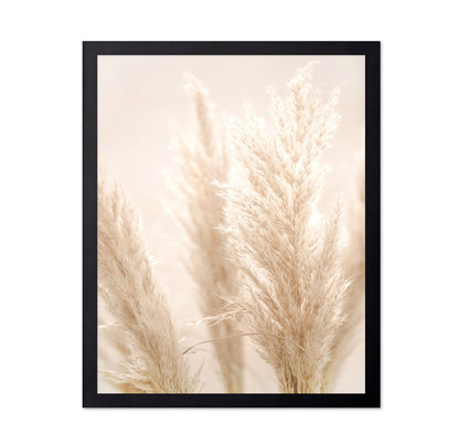 Pampas Glow