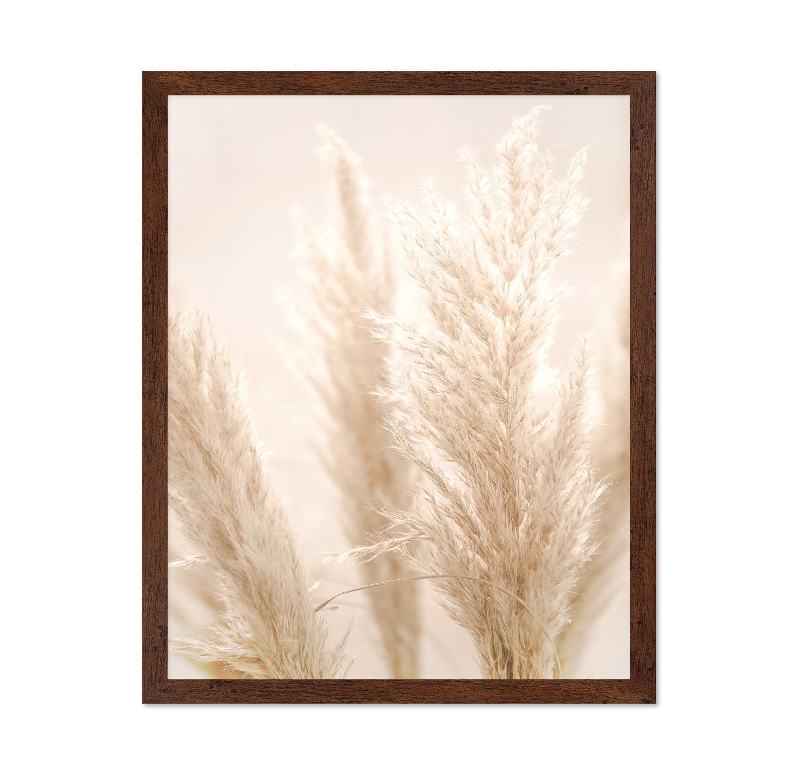 Pampas Glow