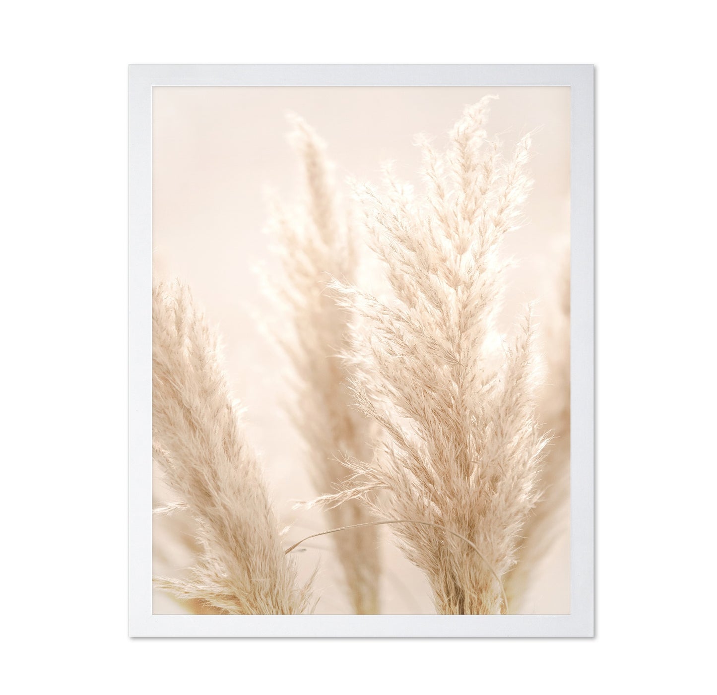 Pampas Glow