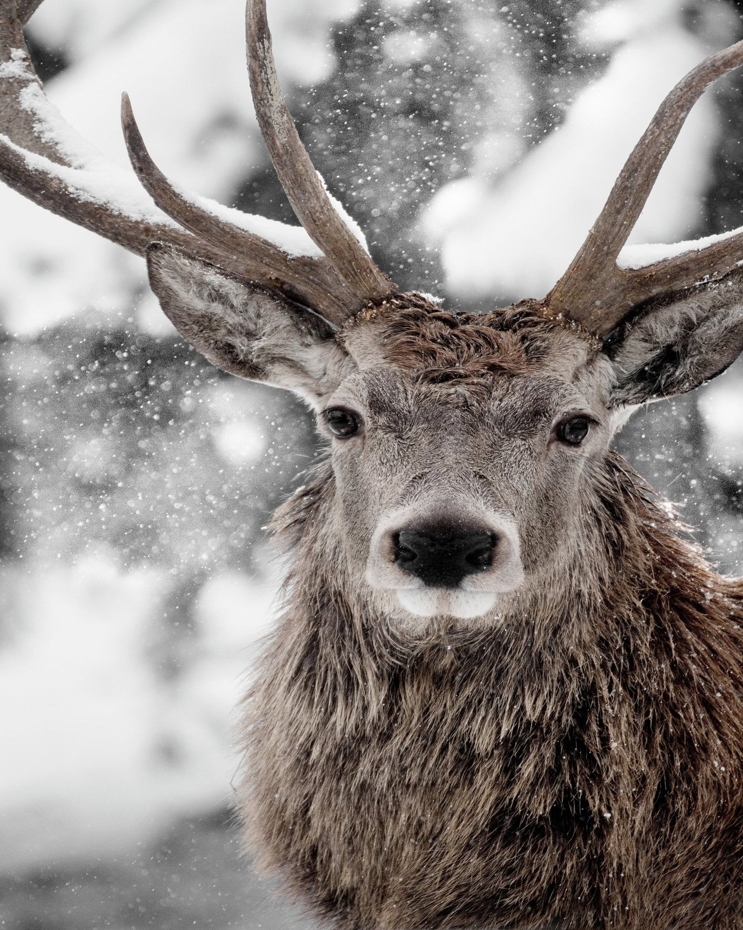 Snowy Stag