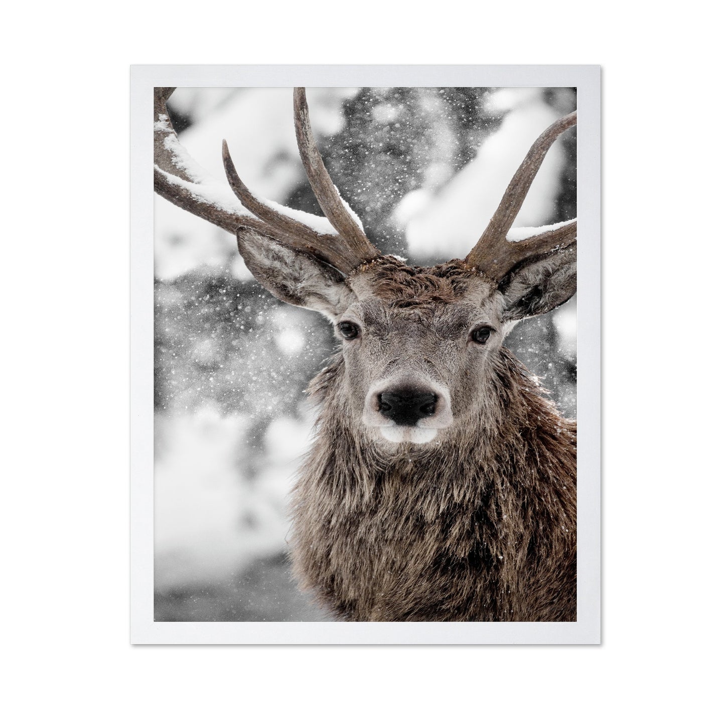 Snowy Stag