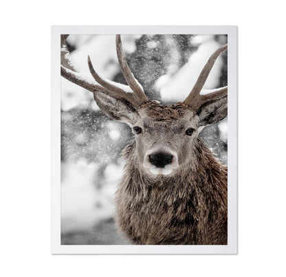 Snowy Stag