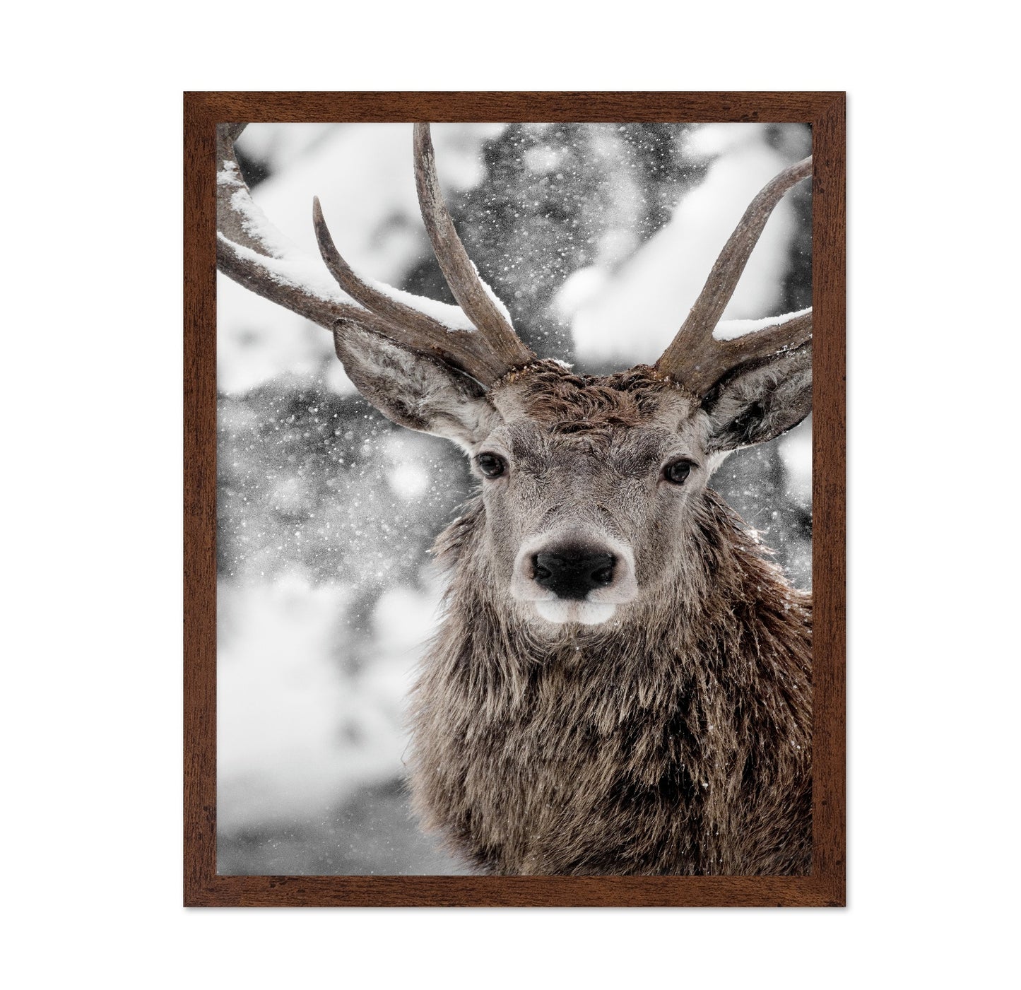 Snowy Stag