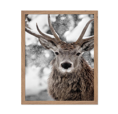 Snowy Stag