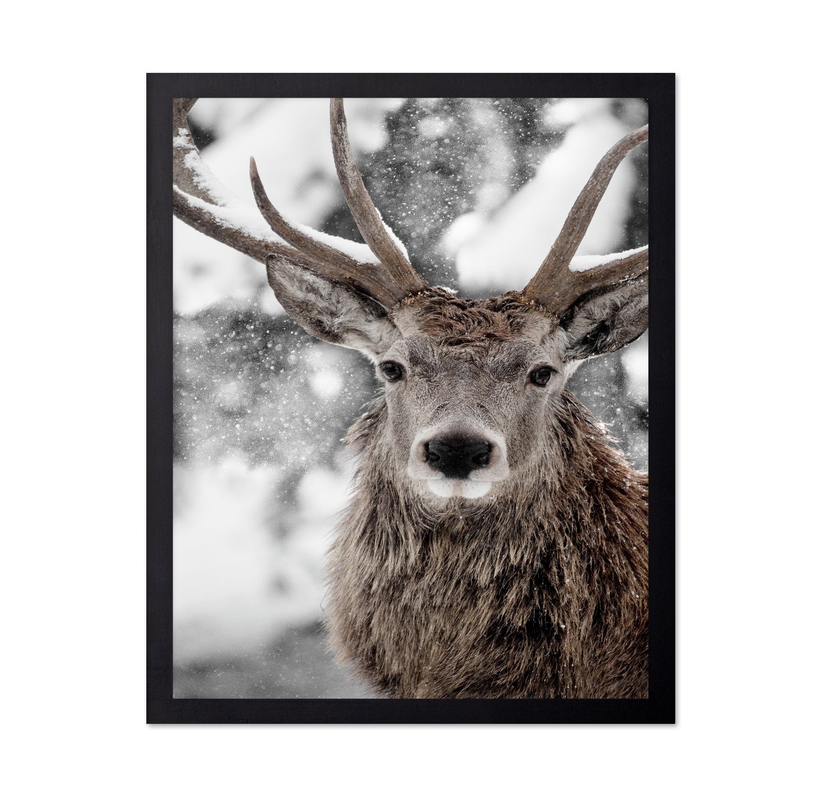 Snowy Stag