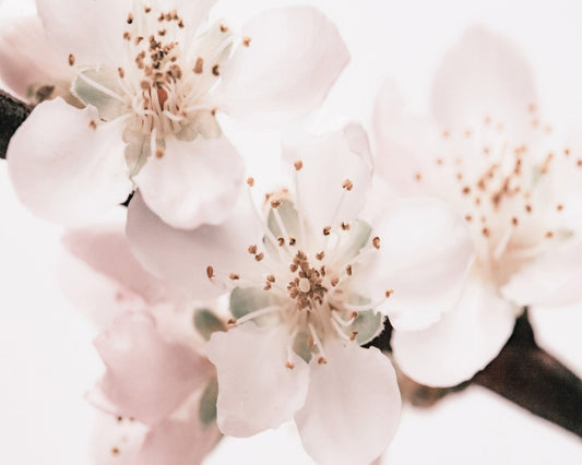 Soft Sakura Bloom