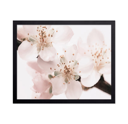 Soft Sakura Bloom