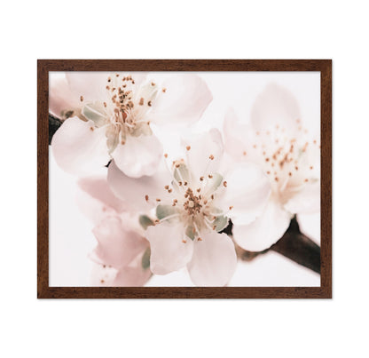 Soft Sakura Bloom