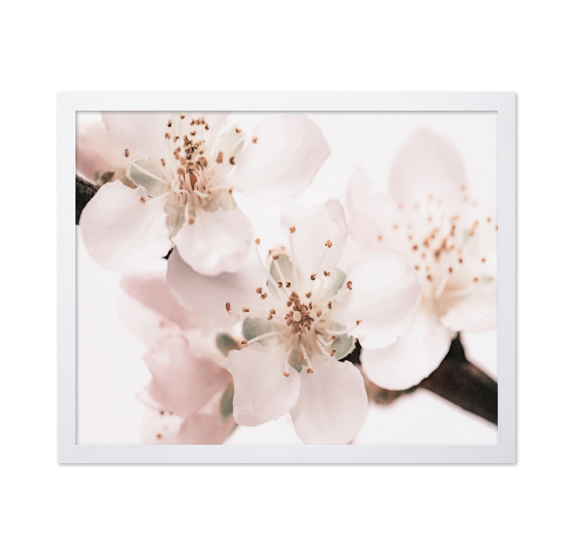 Soft Sakura Bloom