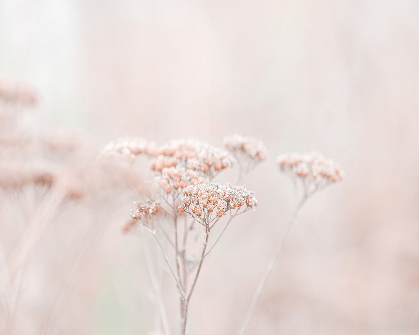 Soft Wildflower Haze