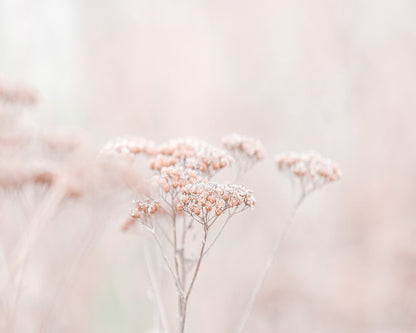 Soft Wildflower Haze