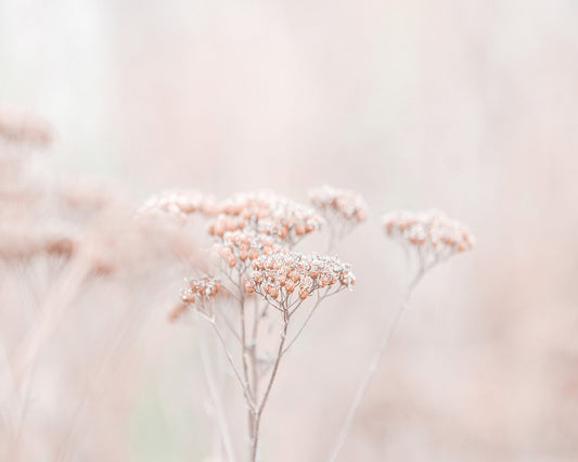 Soft Wildflower Haze