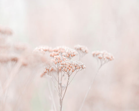 Soft Wildflower Haze