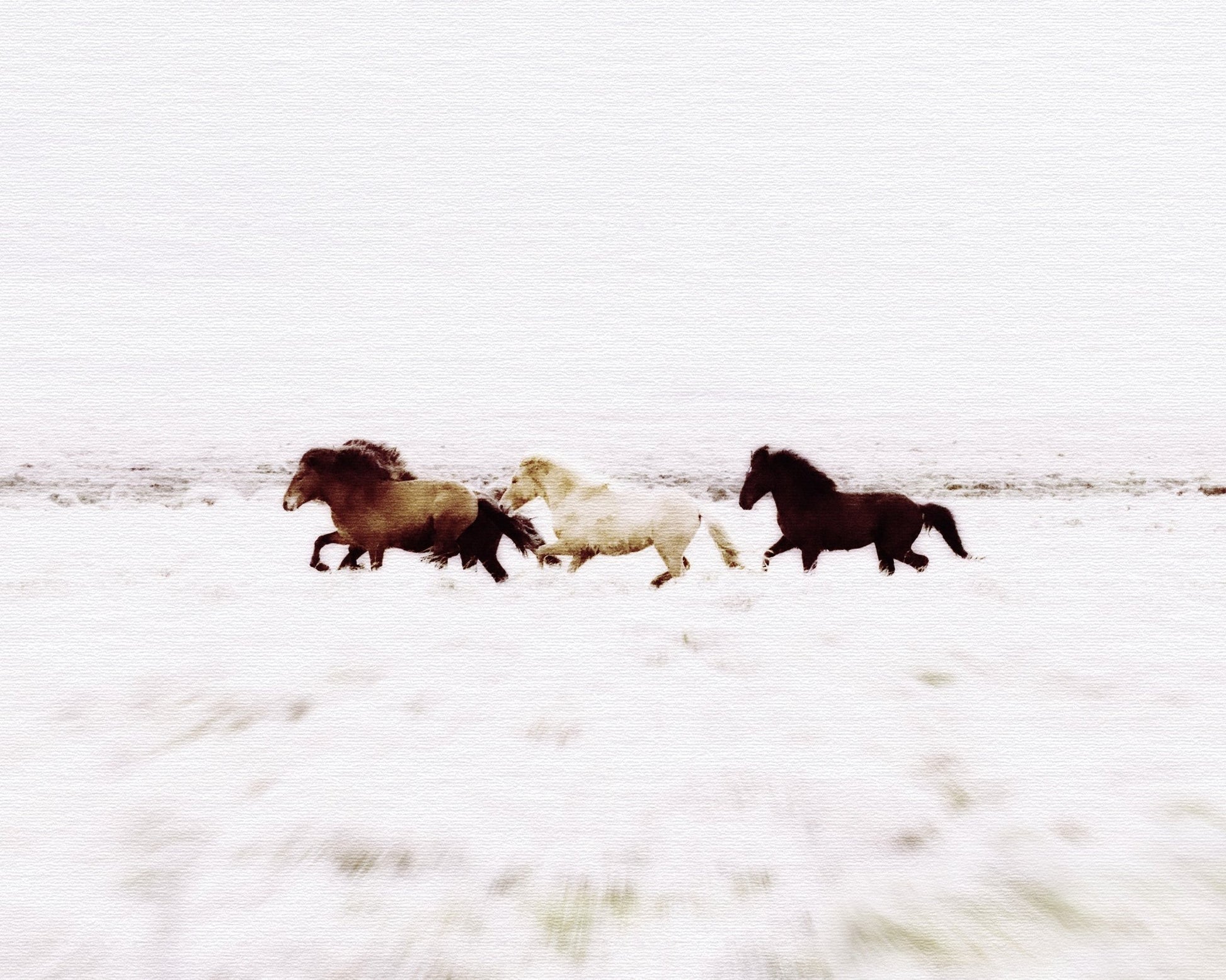 Iceland Wild Horses
