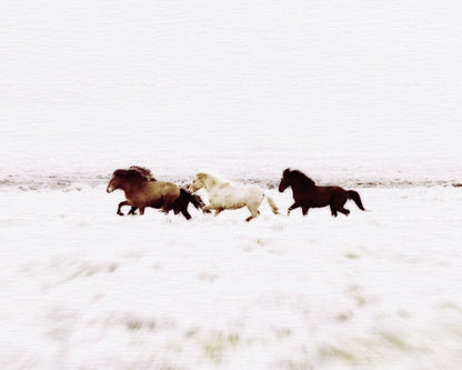 Iceland Wild Horses