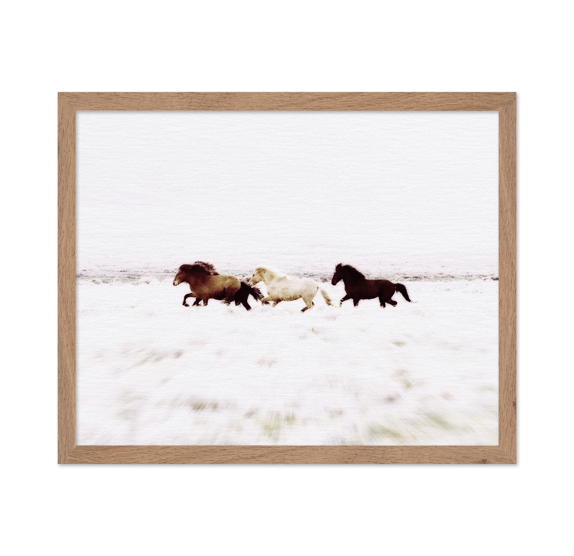 Iceland Wild Horses