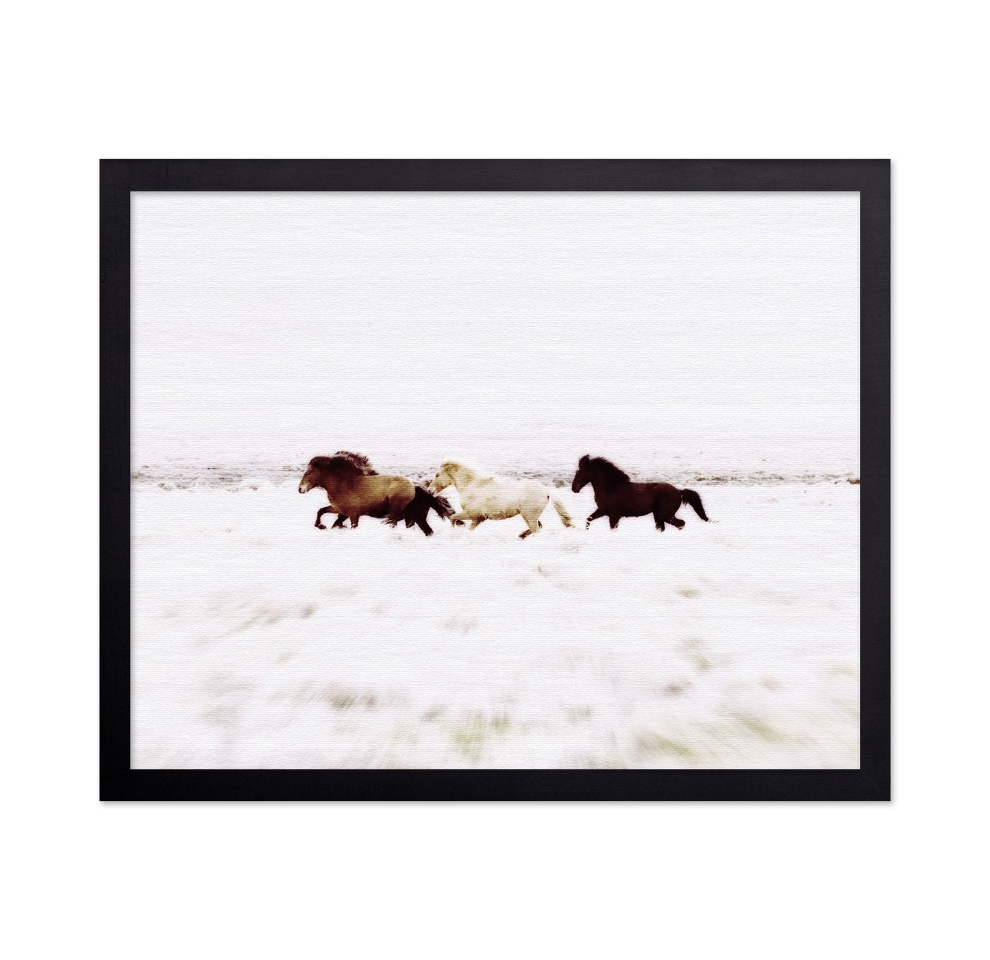 Iceland Wild Horses
