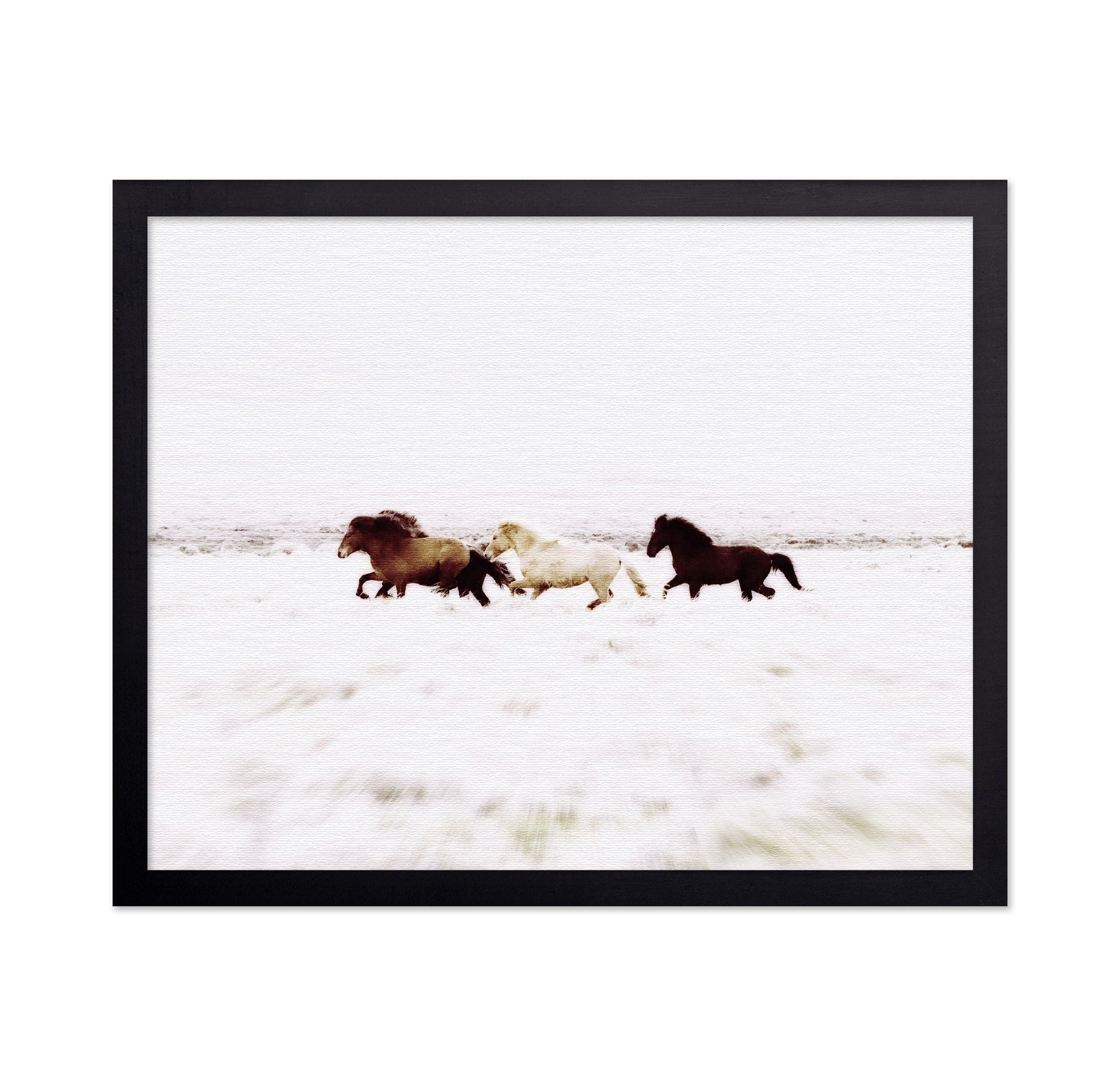 Iceland Wild Horses