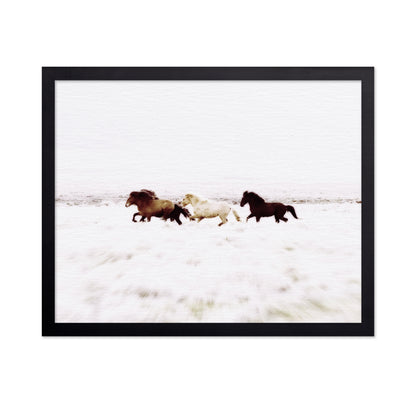 Iceland Wild Horses