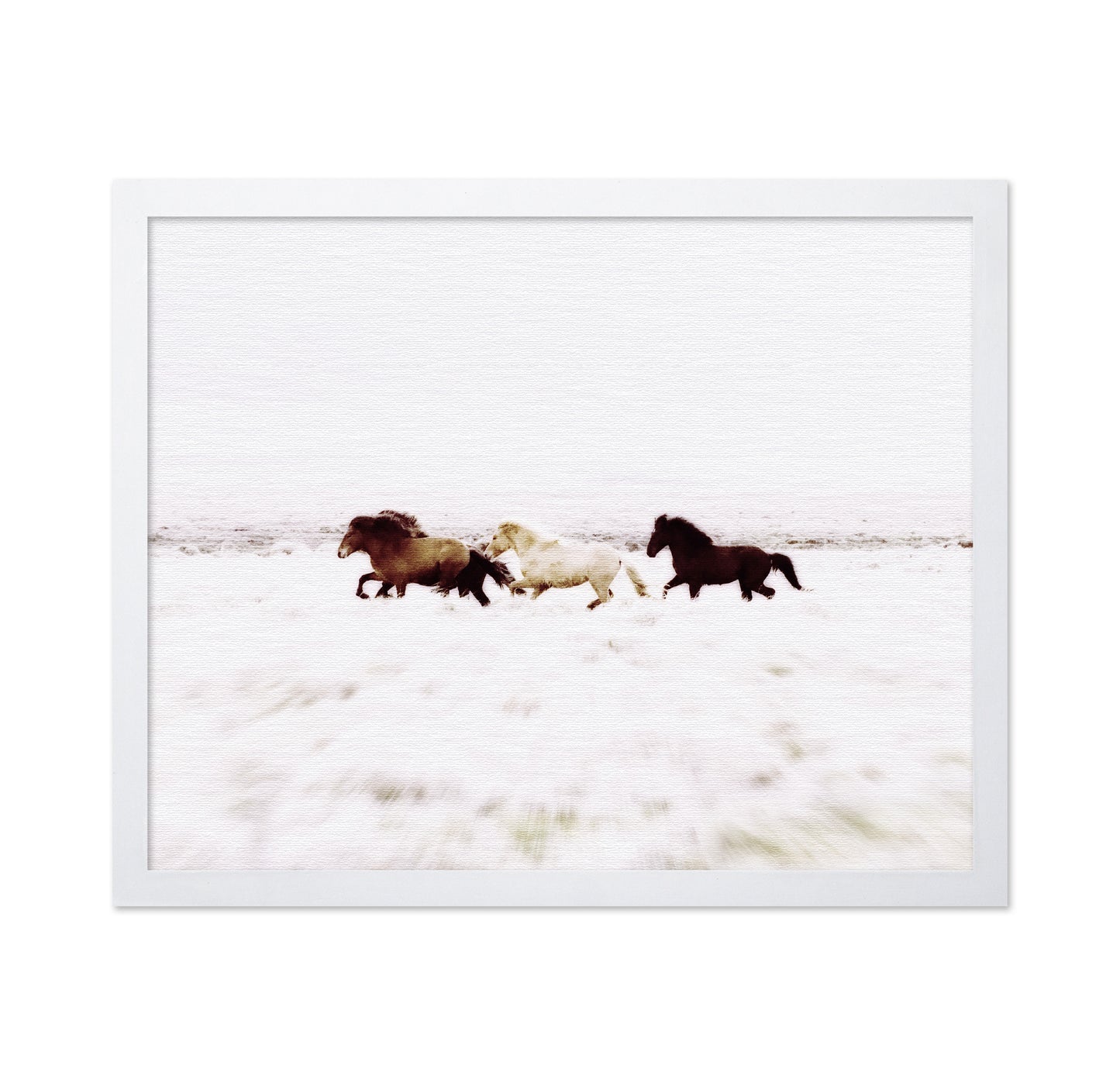 Iceland Wild Horses